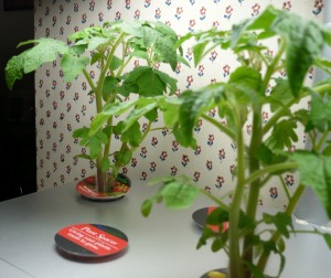 my tomato plants