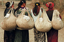 farmers picking cotton